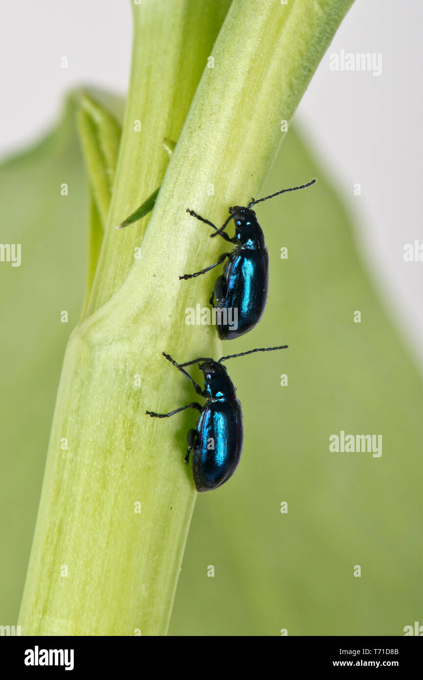 Verde metallizzato flea beetle (Altica sp.) adulto gregaria polyphagous jumping pesti di insetto, Berkshire, Aprile Foto Stock