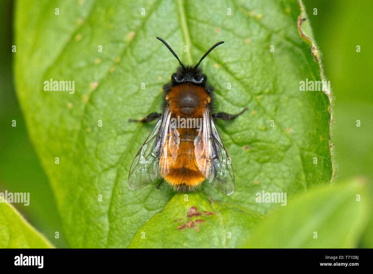 Bruno mining stato, Andrena fulva, una femmina in appoggio su una nespola foglia di molla, Berkshire, Aprile Foto Stock