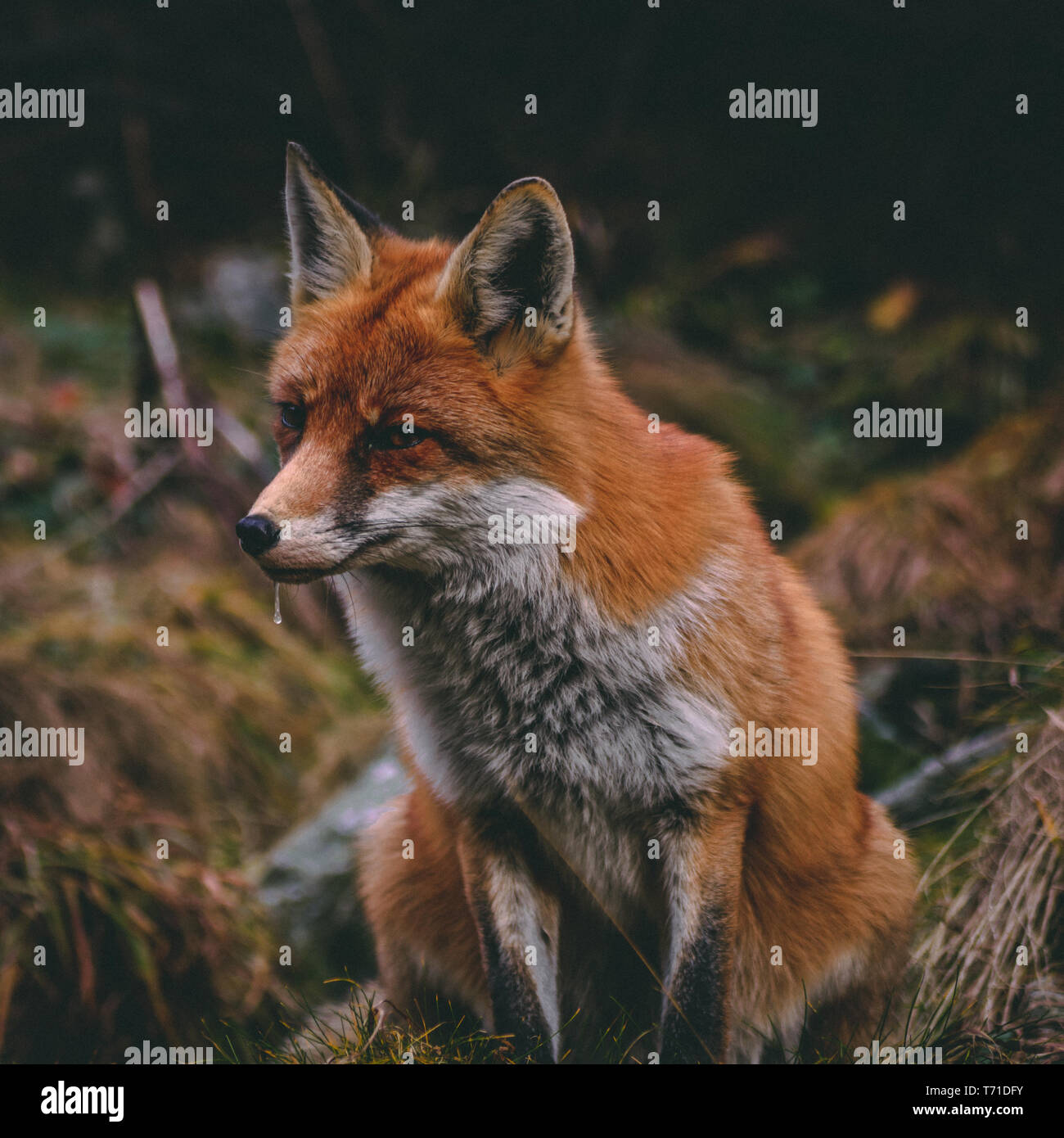 Orange fox catturato in autunno. Slovacchia Foto Stock