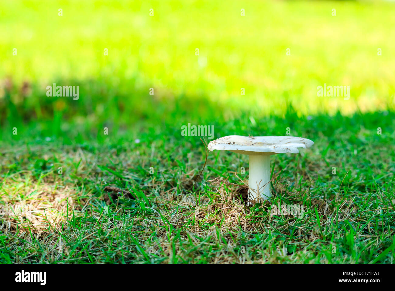Fungo Termite growning fino in giardino dopo la caduta di pioggia per diversi giorni Foto Stock
