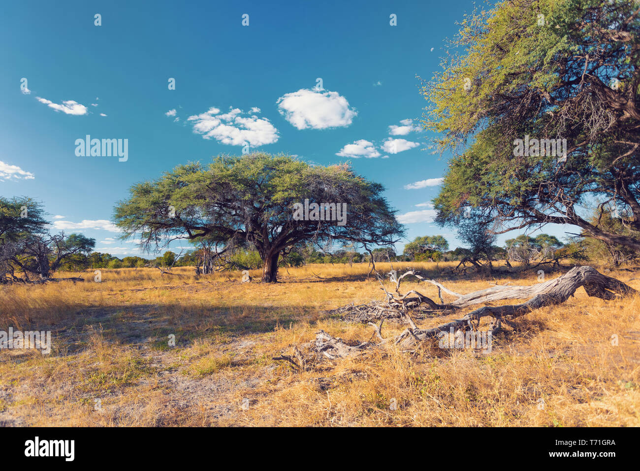 Moremi Game Reserve paesaggio, Africa deserto Foto Stock