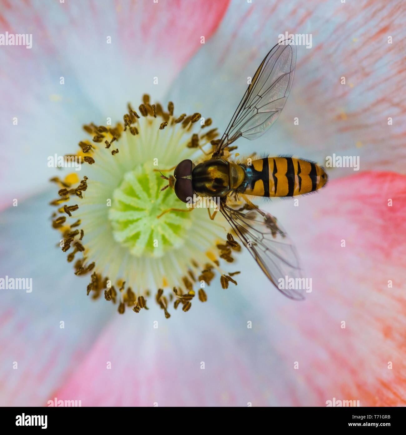 Una macro shot di hoverfly raccogliendo il polline da una graziosa papavero. Foto Stock
