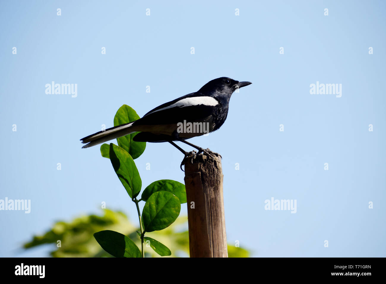 Naturale sfondo foto Foto Stock