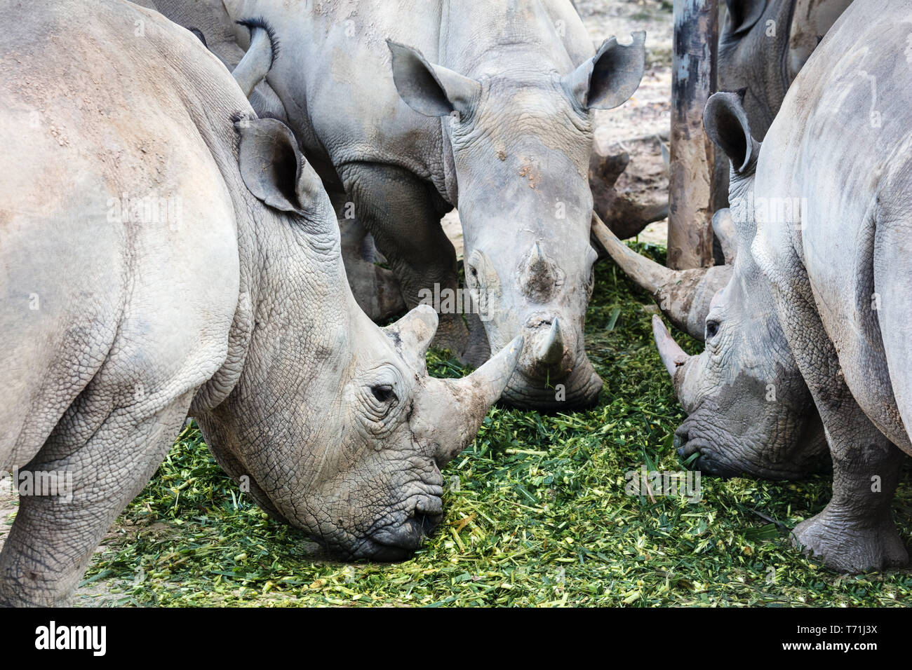 Tre rhino a mangiare cibo Foto Stock