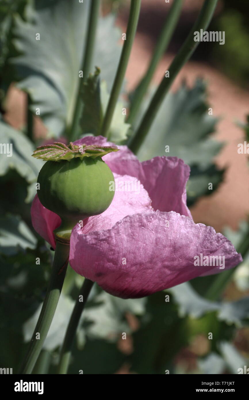 Fiore di papavero e gemme Foto Stock