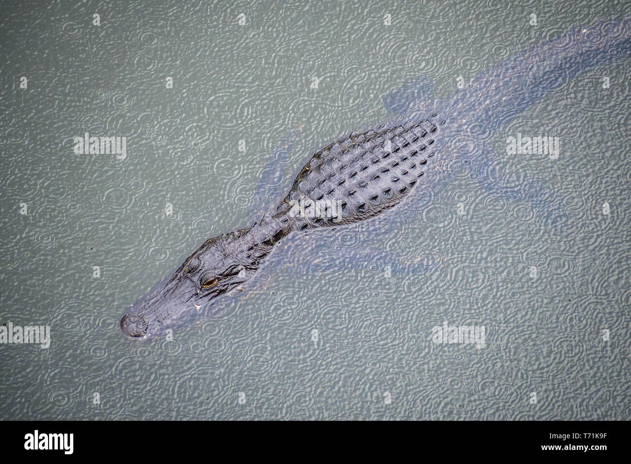 Un grande coccodrillo americano in Everglades National Park, Florida Foto Stock