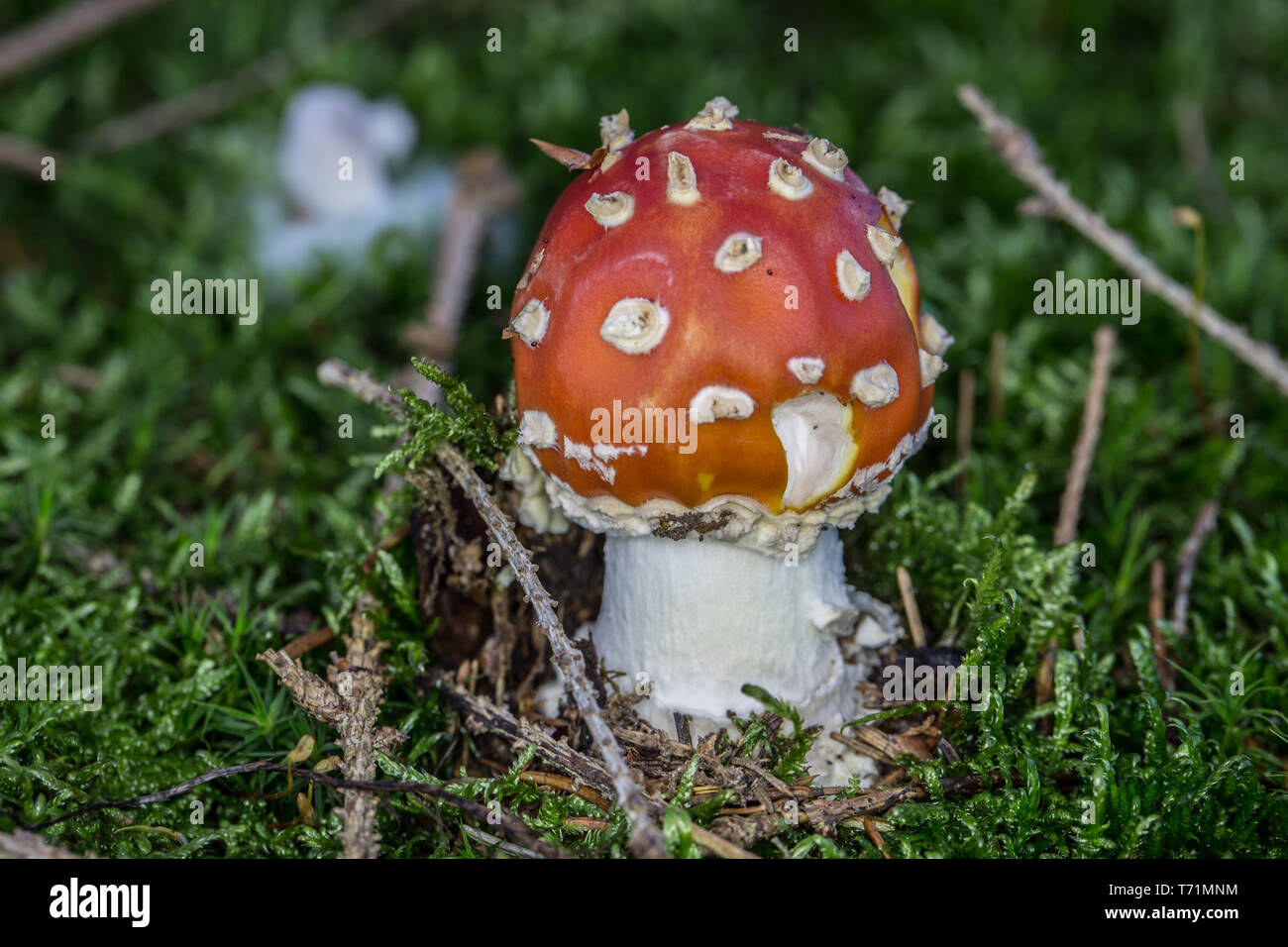 Toadstool velenosi con cappuccio rosso Foto Stock