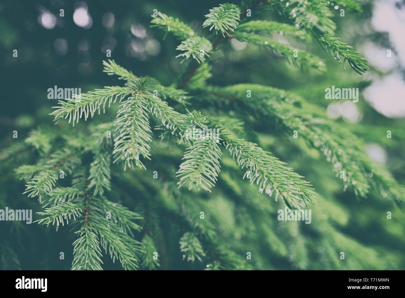 Verde di aghi di pino Foto Stock
