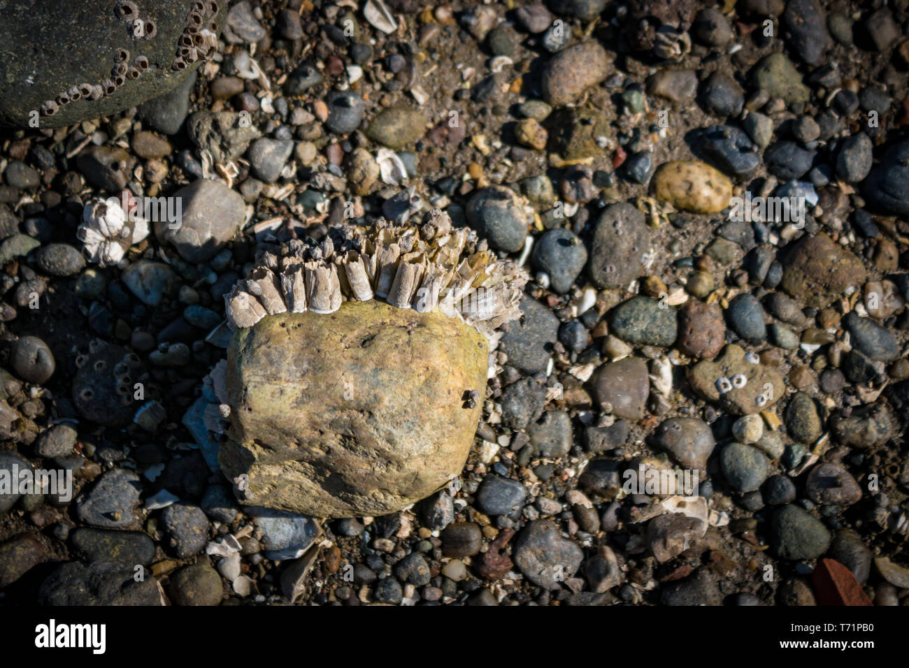 Una grande roccia è parzialmente ricoperto di cirripedi su una spiaggia di ciottoli nel sacerdote Point Park, Olympia, WA. Foto Stock