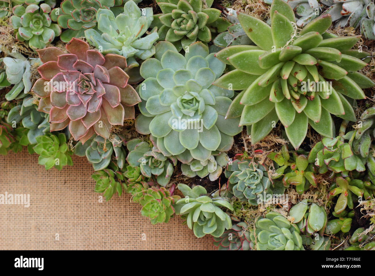 Sempervivum. Dettaglio di succulente formando un muro vegetale in un piccolo giardino verticale, REGNO UNITO Foto Stock