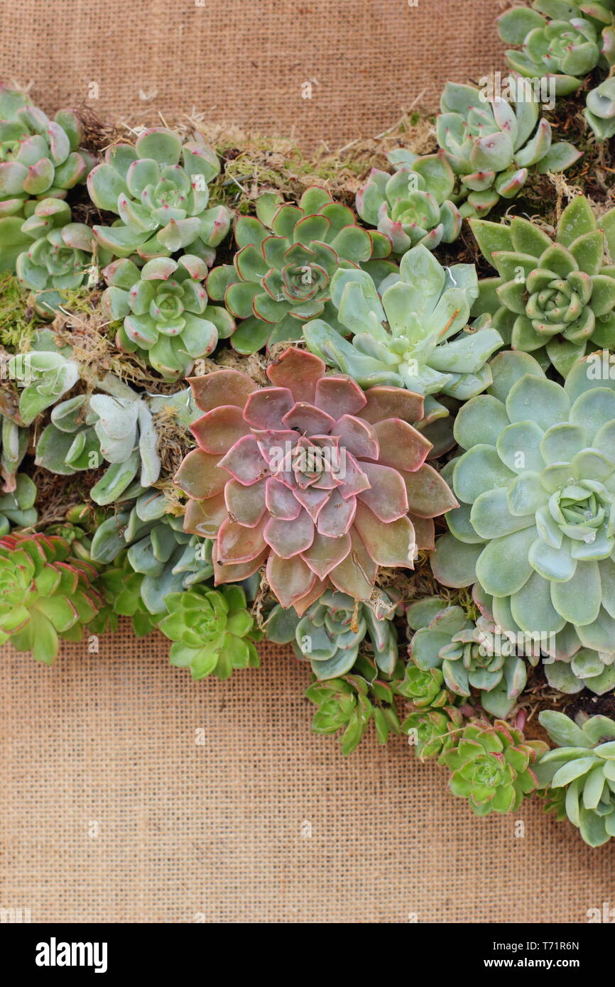 Sempervivum. Dettaglio di succulente formando un muro vegetale in un piccolo giardino verticale, REGNO UNITO Foto Stock