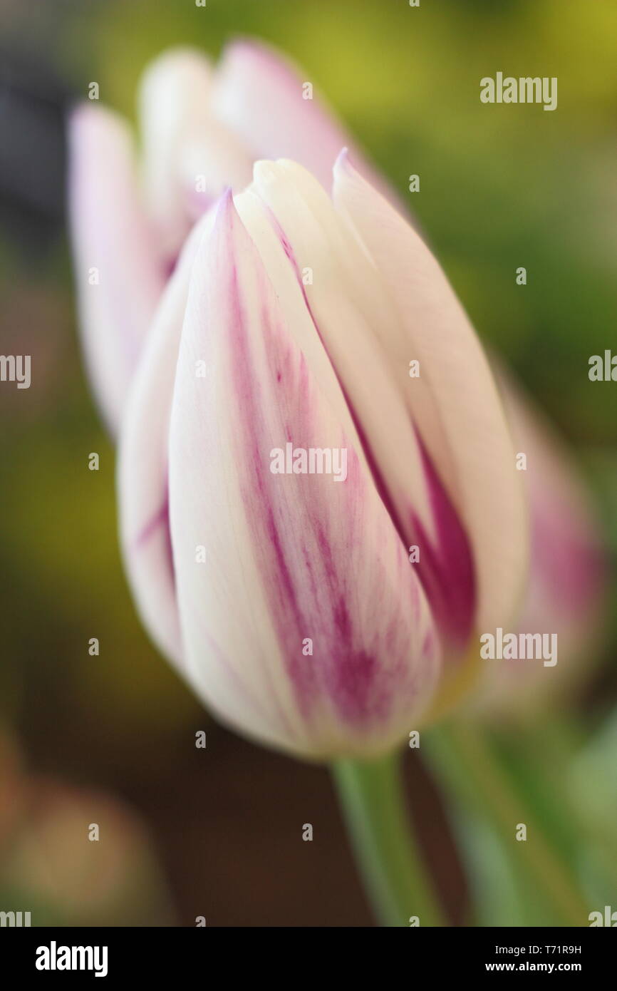 Tulipa " Flaming bandiera". Fioriture di questa forma classica trionfo tulip, molla, REGNO UNITO Foto Stock