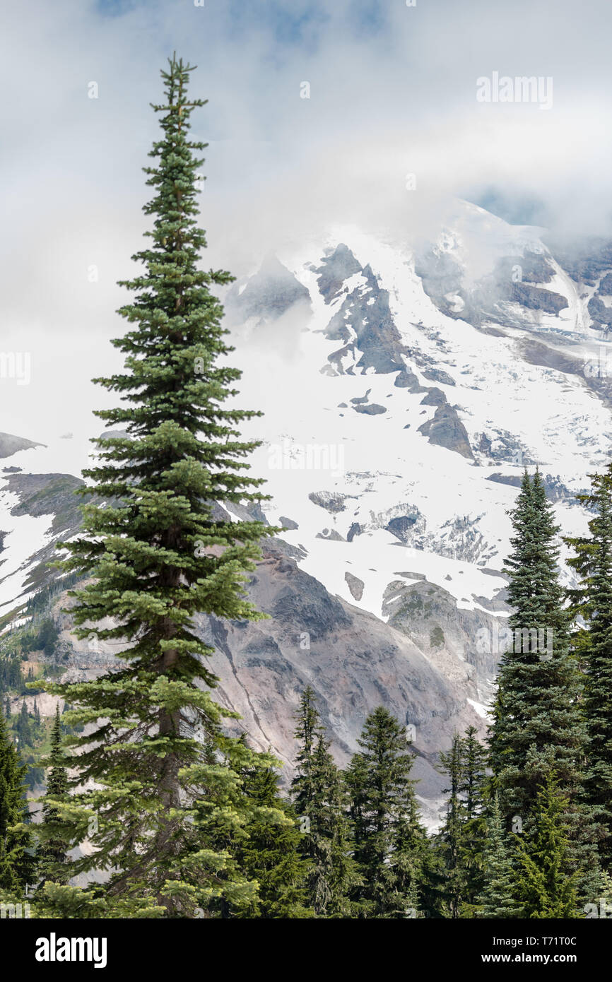 Alberi sempreverdi crescere grandi contro viste sulla montagna in Mt Rainier National Park nello stato di Washington. Foto Stock