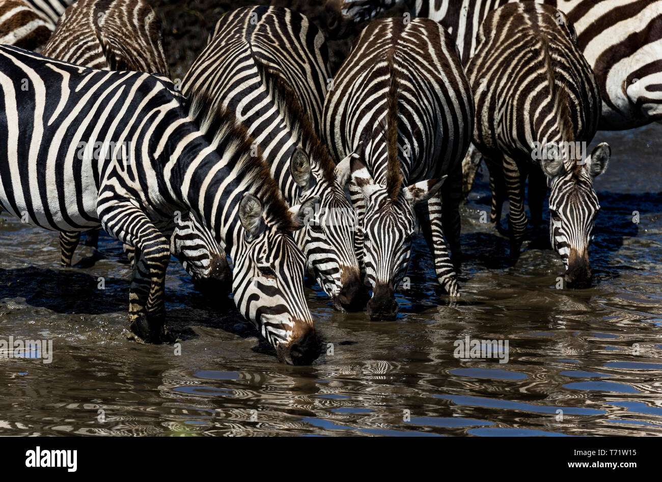 Vista ravvicinata di quattro zebre acqua potabile da un foro di irrigazione durante la stagione migratoria in Africa Foto Stock