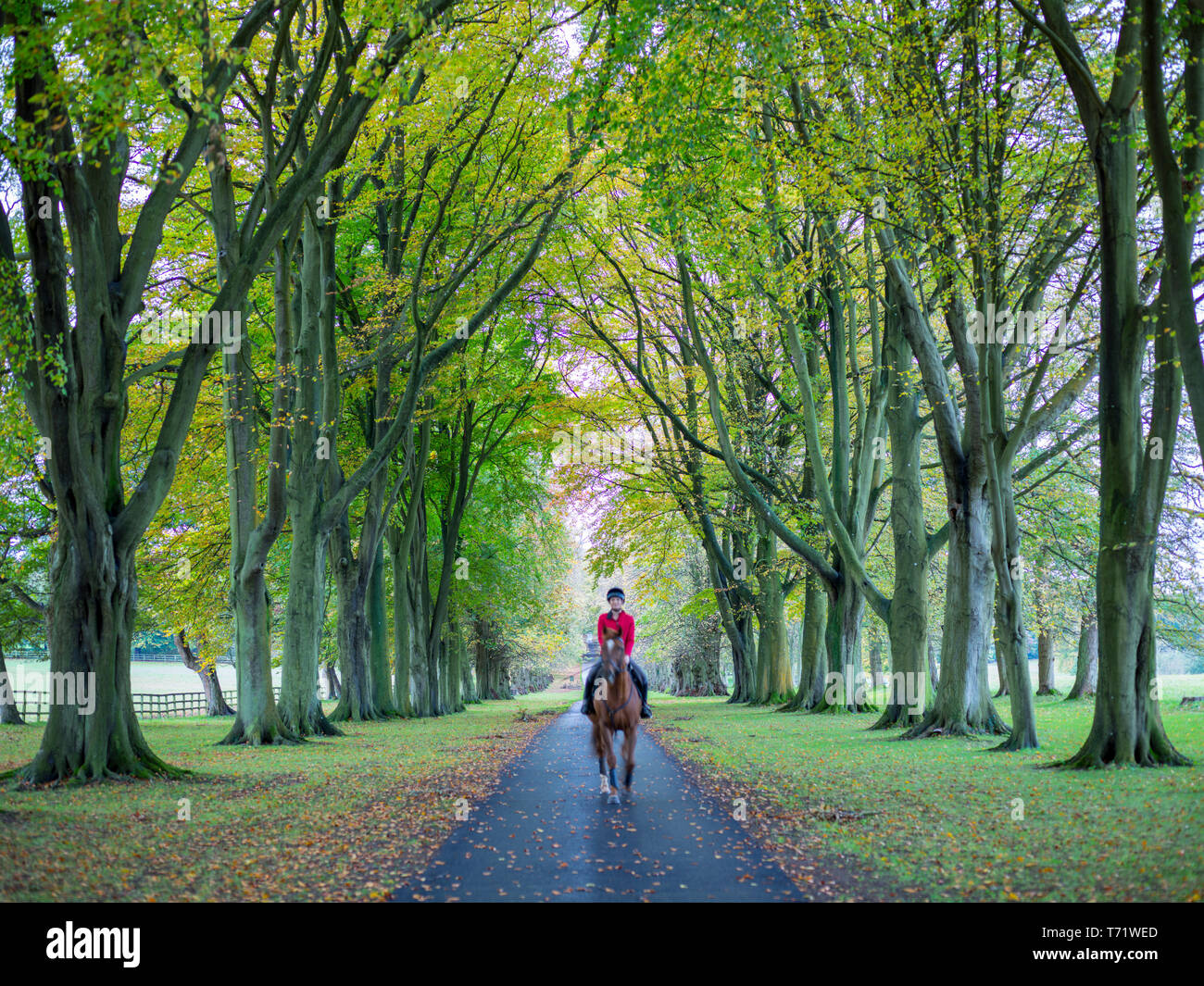 Cavallo e cavaliere in una giacca rossa trotto verso la telecamera lungo un viale alberato percorso in campagna in autunno con un tappeto di foglie ai lati Foto Stock