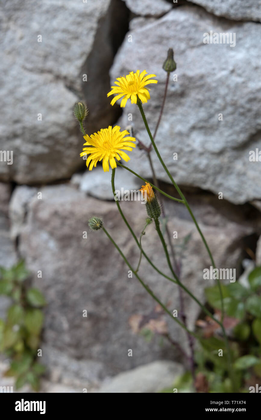 Autunno Hawkbit (Leontodon Autumnalis) crescente a Riomaggiore Foto Stock