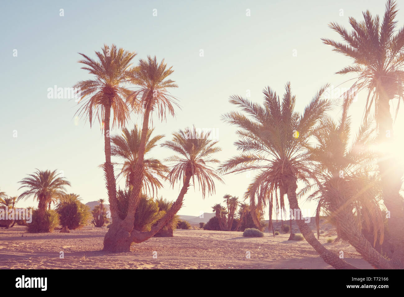 La piantagione di palme nel deserto marocchino, Africa Foto Stock