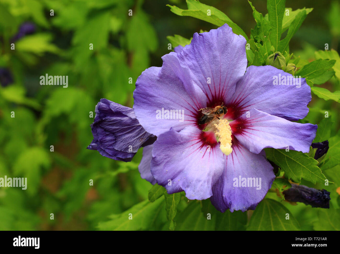 Impollinazione di raccolto Foto Stock