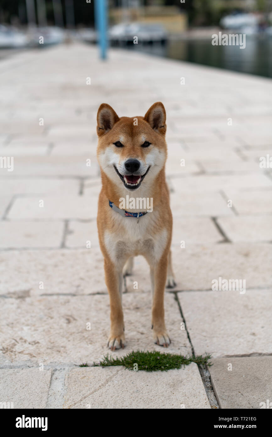 Giapponese Shiba Inu di pura razza cane Foto Stock
