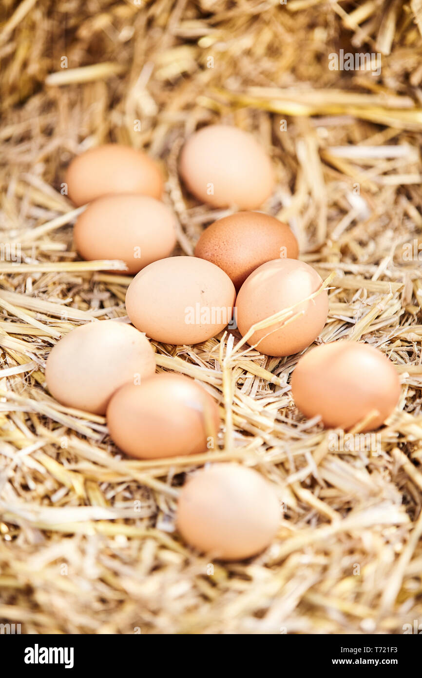 Dieci marrone fresco Uova di galline sparse sulla paglia con il fuoco selettivo per il centro in un concetto di sano cibo fresco e dieta Foto Stock