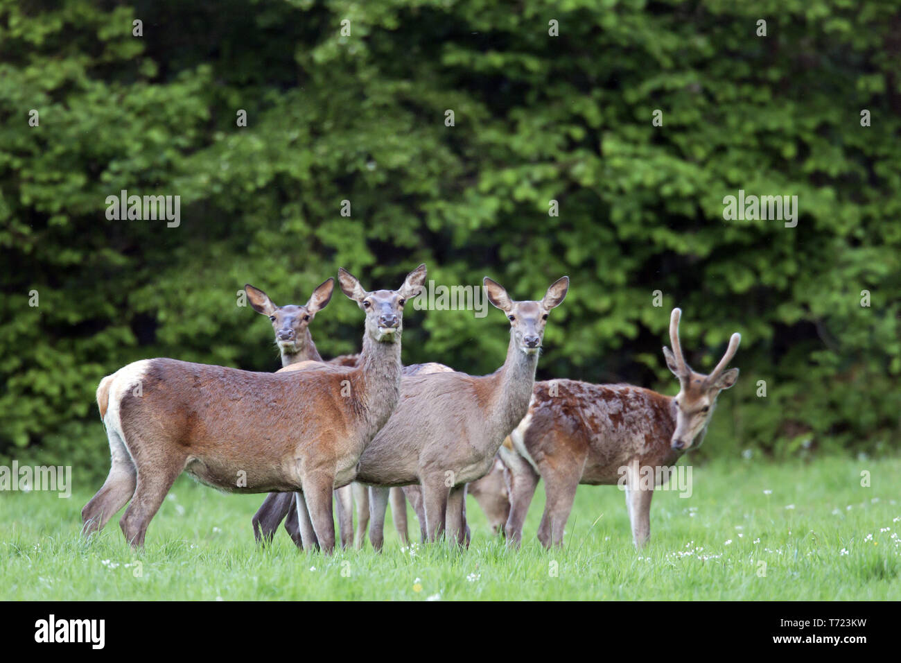 Red Deer cerve e brocket cambio di casacca Foto Stock