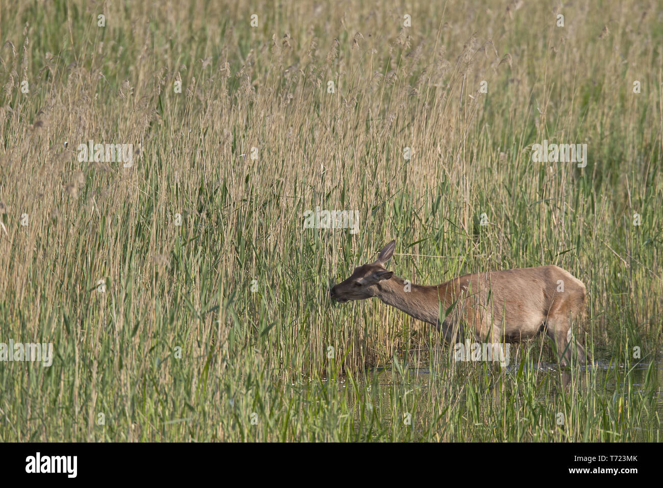Red Deer hind in un nastro a lamelle Foto Stock