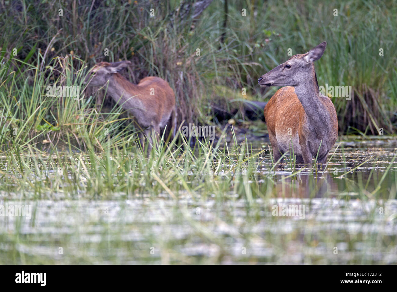 Red Deer hind e vitello a pondside Foto Stock