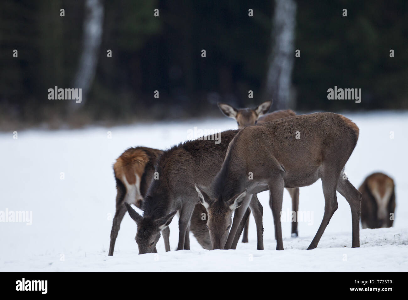 Red Deer cerve e i vitelli in inverno Foto Stock