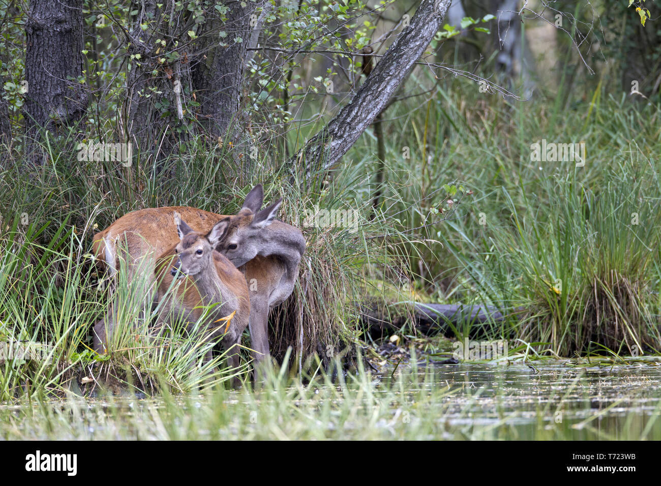 Red Deer hind e vitello a pondside Foto Stock