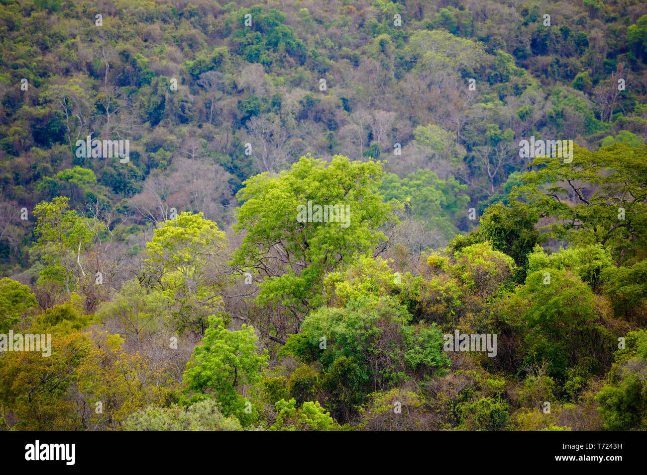 Foresta pluviale nel parco di Ankarafantsika, Madagascar Foto Stock