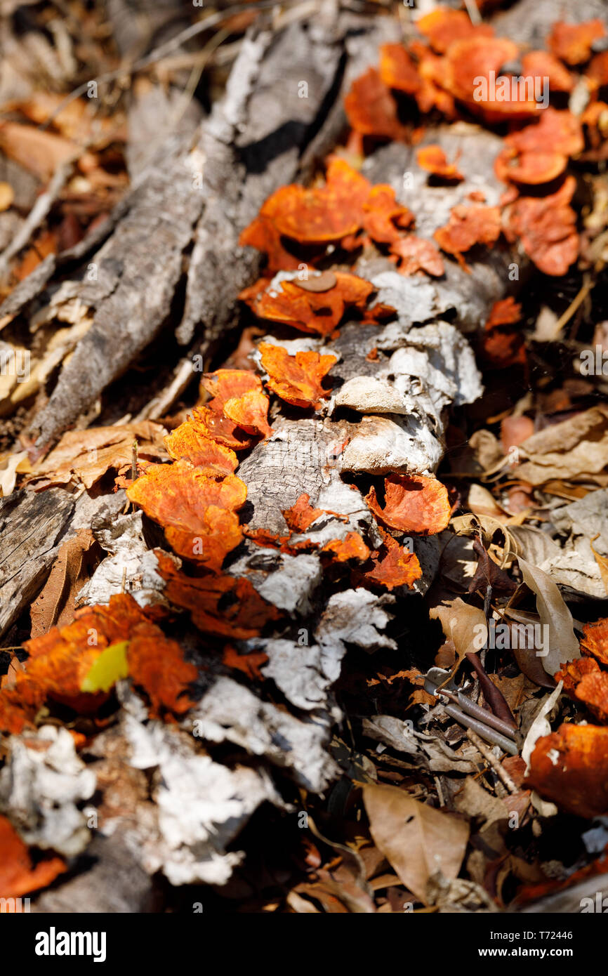 Fungo sul tronco, foresta pluviale del Madagascar Foto Stock