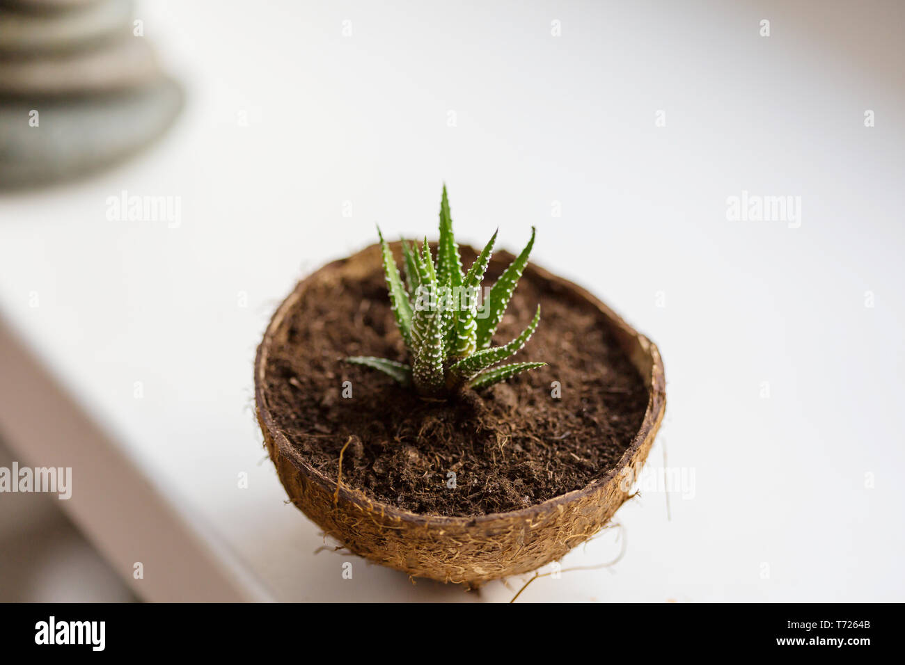 Aloe Foto Stock
