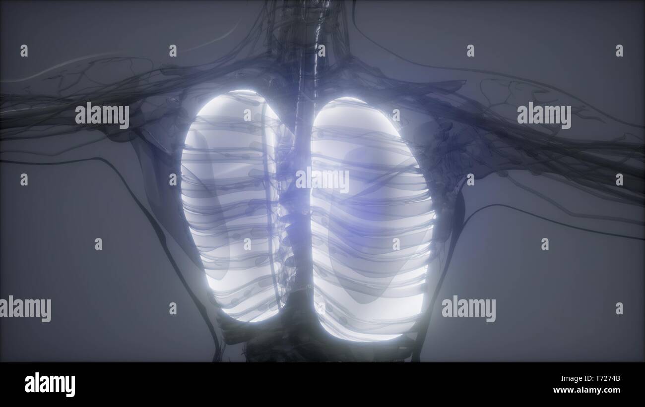 Polmoni umani esame radiologico Foto Stock