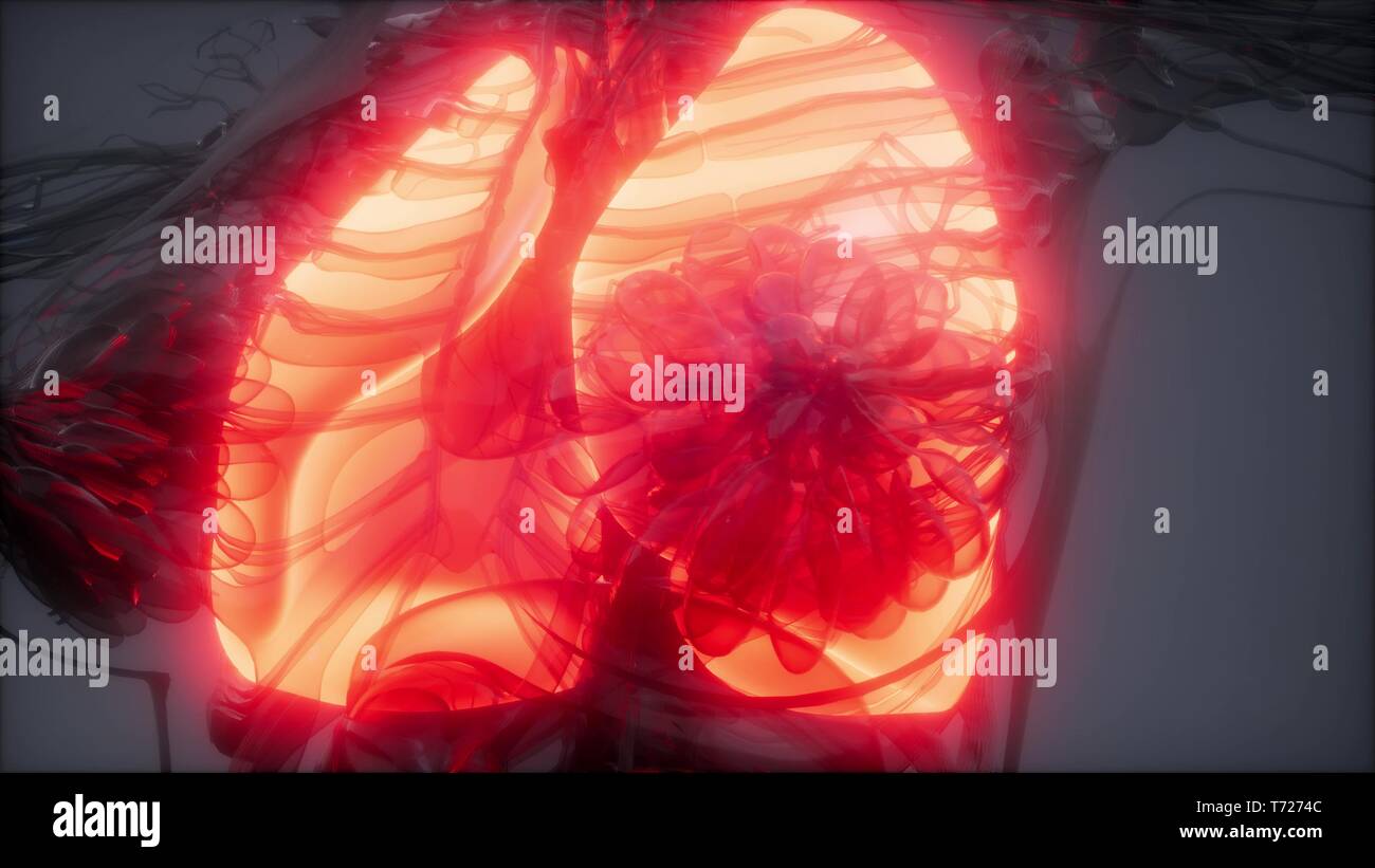 Polmoni umani esame radiologico Foto Stock