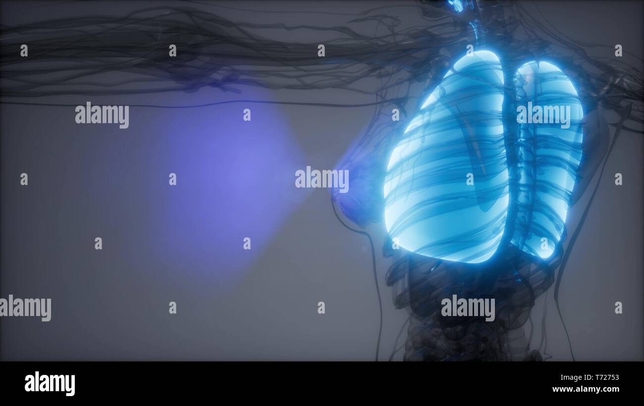 Polmoni umani esame radiologico Foto Stock