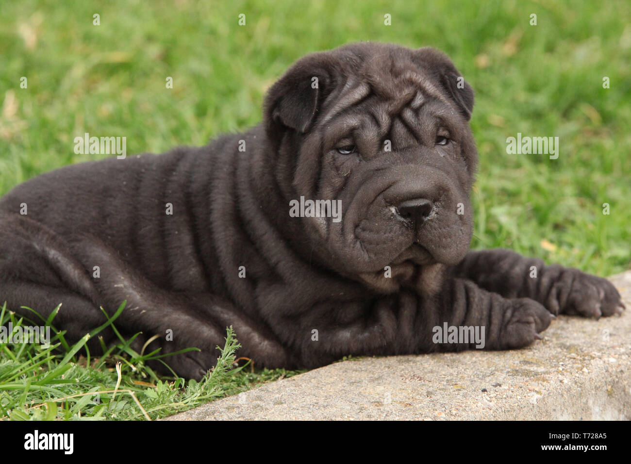 Adorabile cucciolo sharpei giacente in giardino Foto Stock