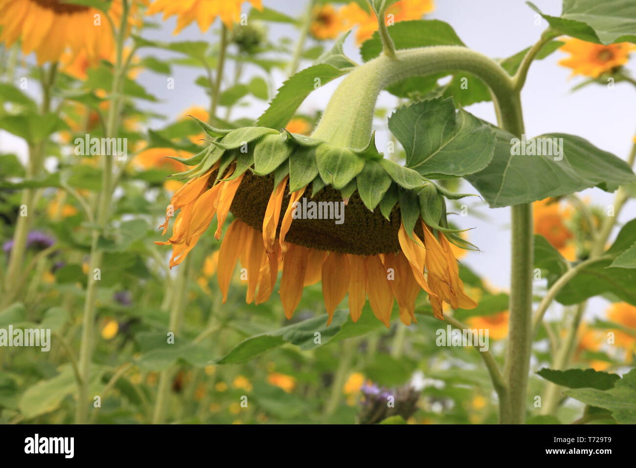 Girasole finale Foto Stock