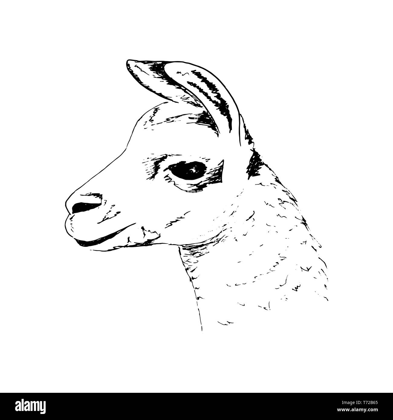 Llama testa grandi occhi neri, Cute inchiostro della penna sketch alpaca. realistico animl lama. Es, Sud America. Illustrazione Vettoriale