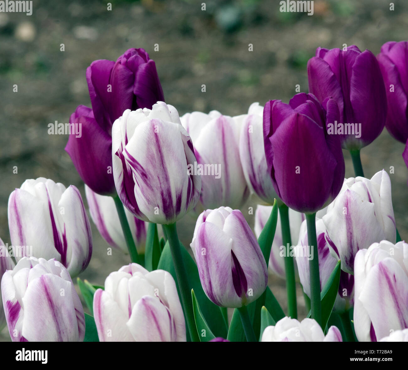 I tulipani Flaming bandiera (bianco) e bandiera viola Foto Stock