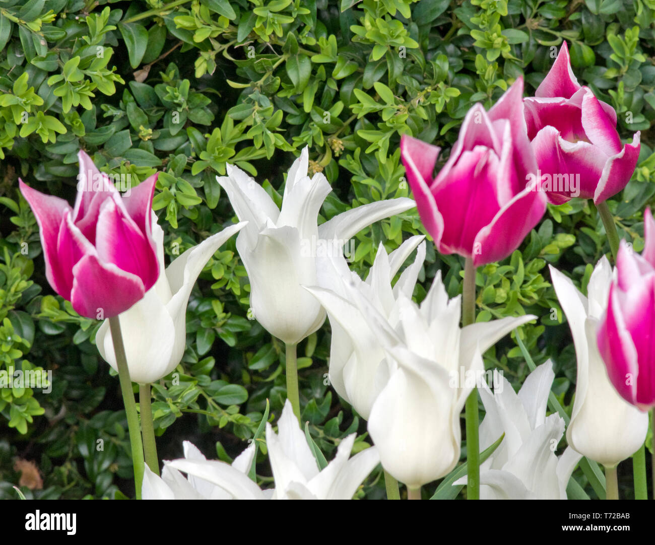 I tulipani Tres Chic (bianco) e Claudia Foto Stock