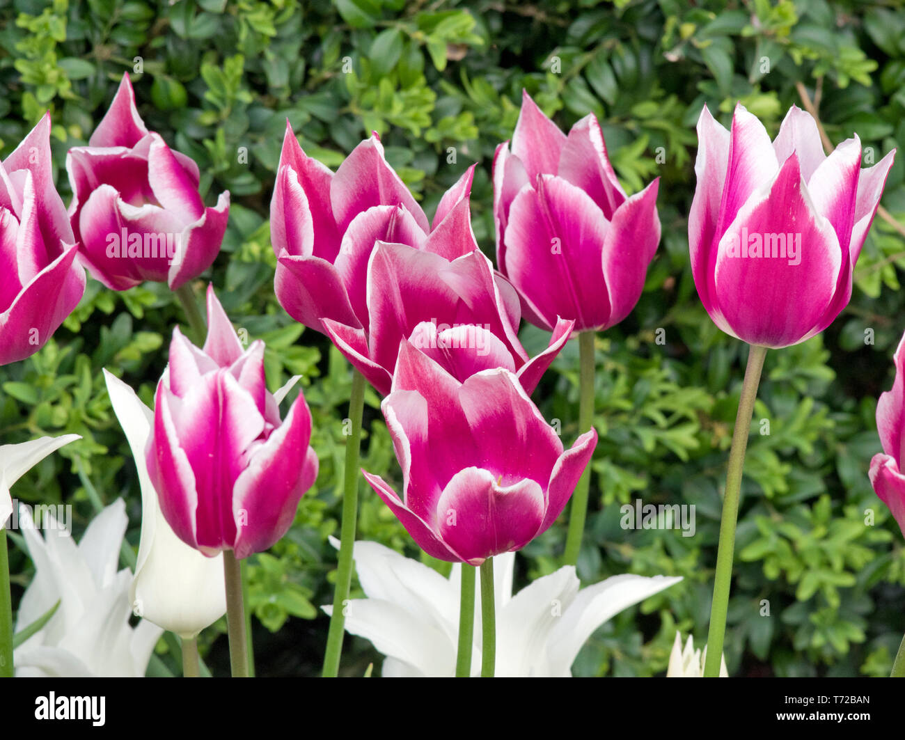 I tulipani Tres Chic (bianco) e Claudia Foto Stock