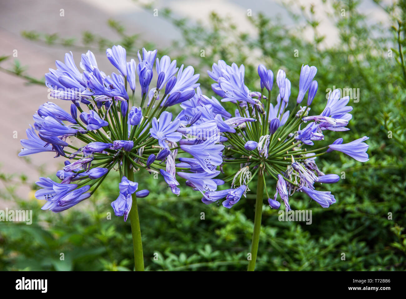 Fiori viola con stami Foto Stock