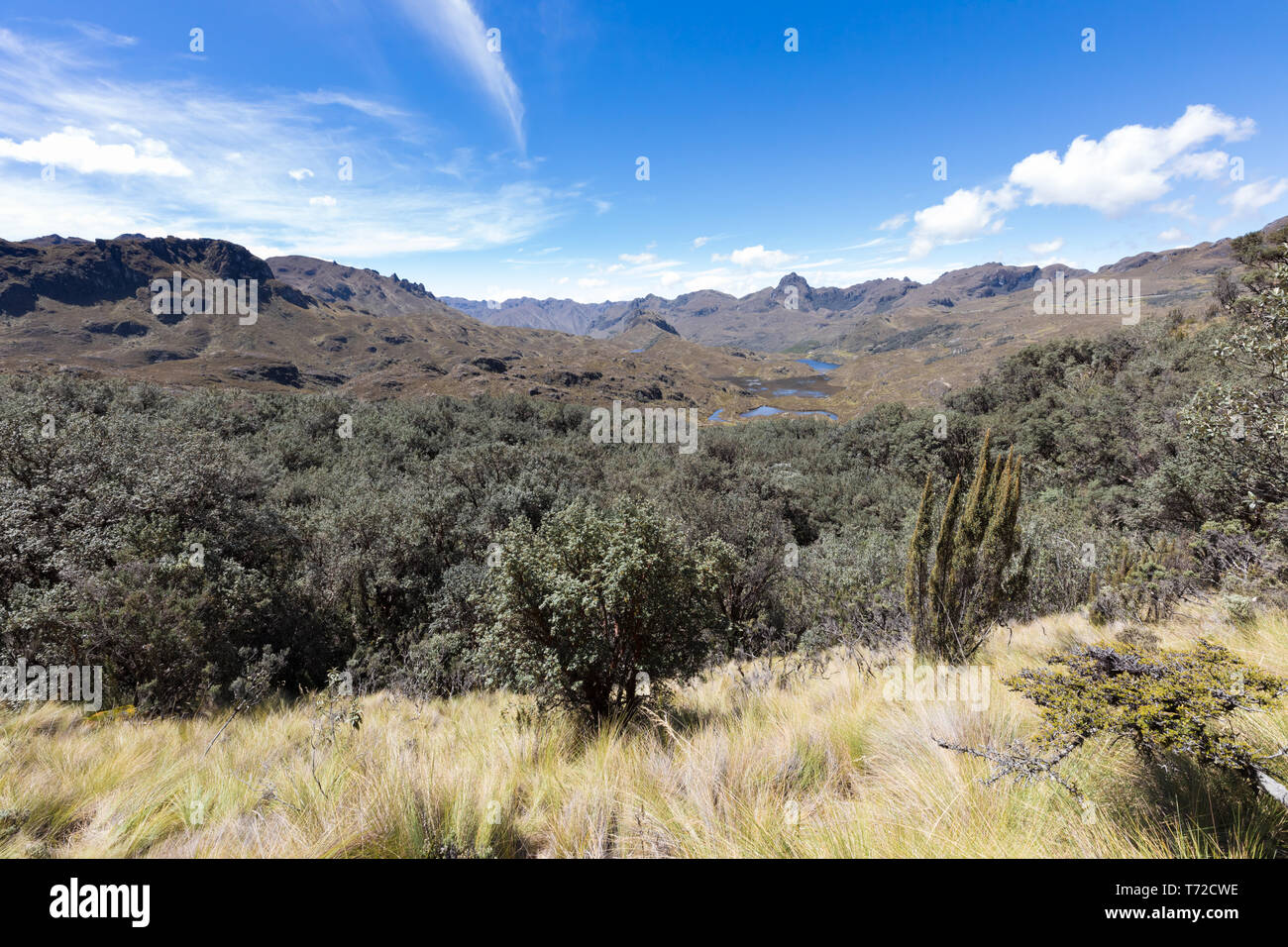 La foresta e la vista panoramica del parco Cajas Foto Stock