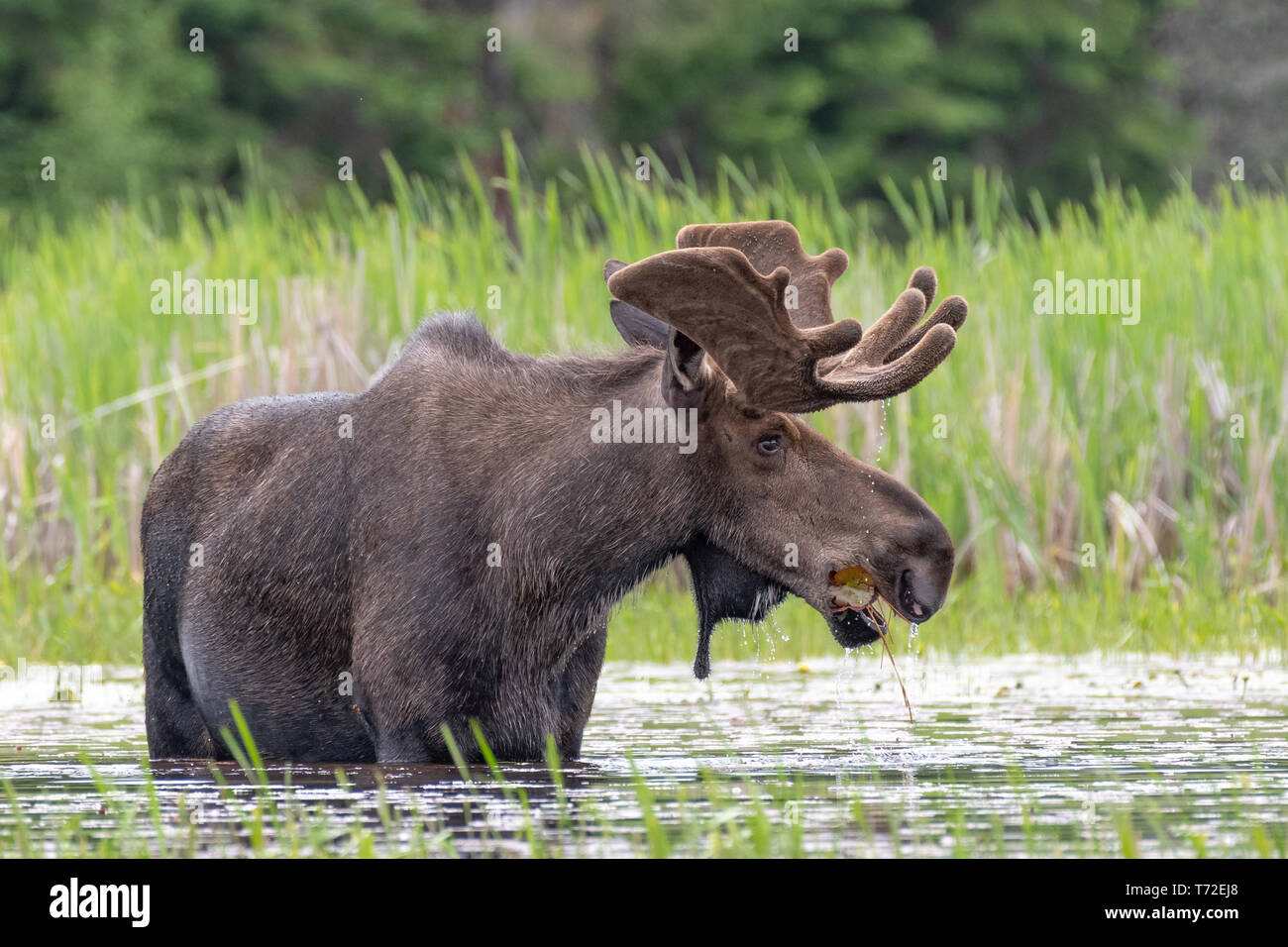 La molla Bull alci, Algonquin Park Canada Foto Stock