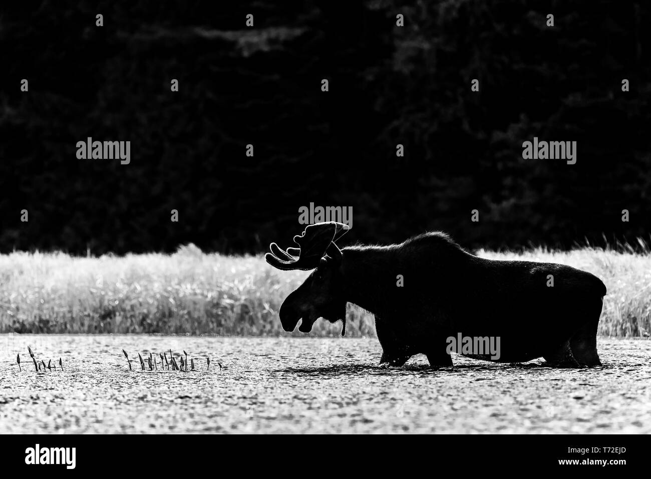 La molla Bull alci, Algonquin Park Canada Foto Stock