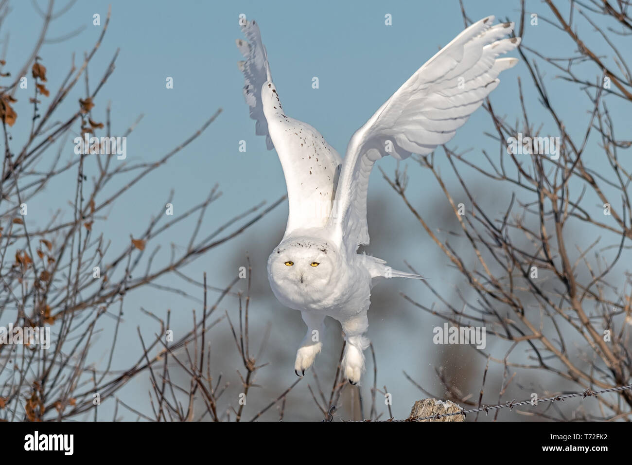 Civetta delle nevi in volo Foto Stock