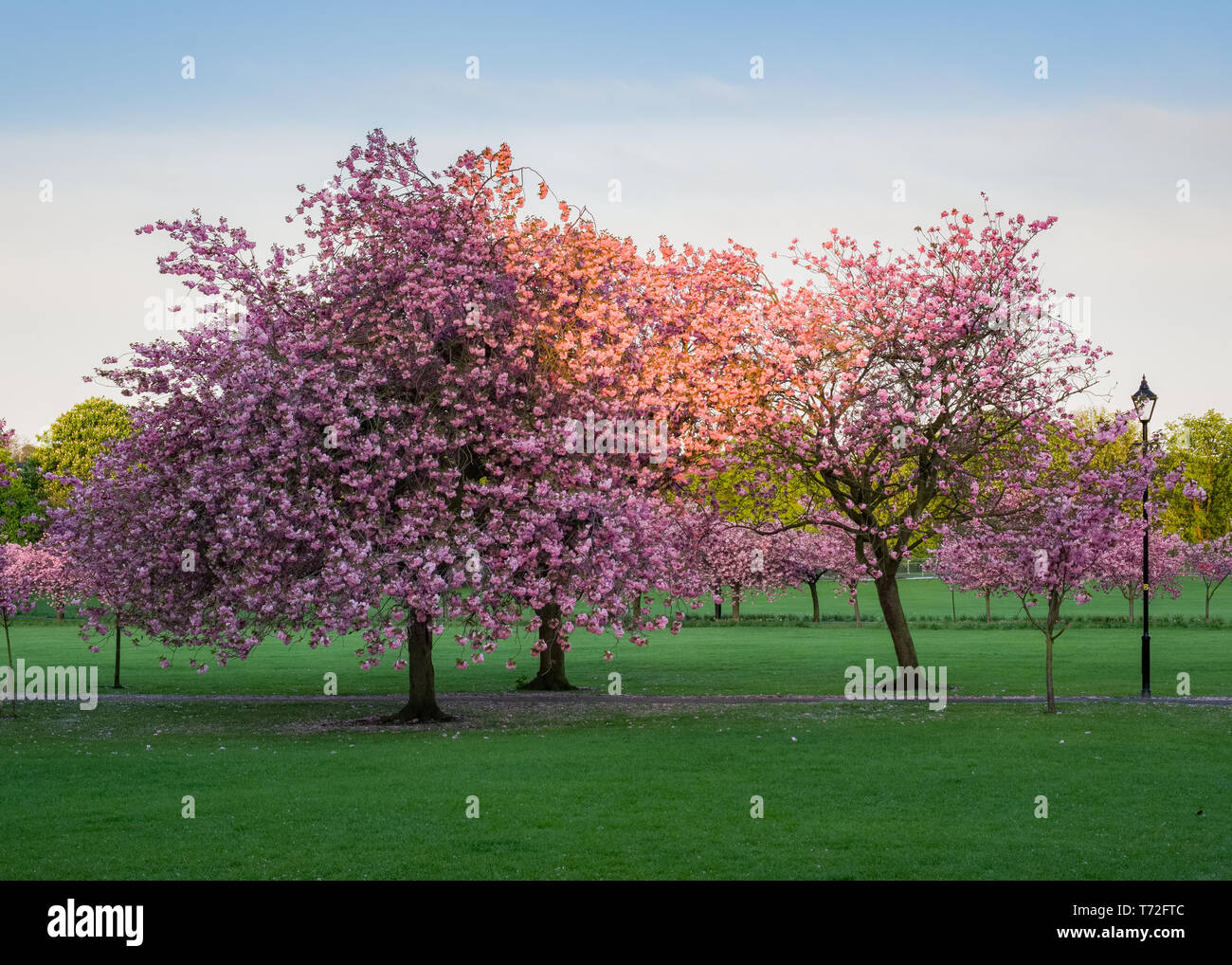 Bella fioritura di ciliegi sulla strada in Harrogate Foto Stock