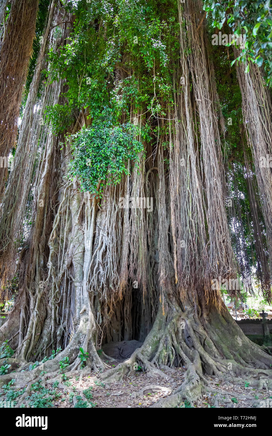 Tall tree con antenna posteriore radici avventizie Foto Stock