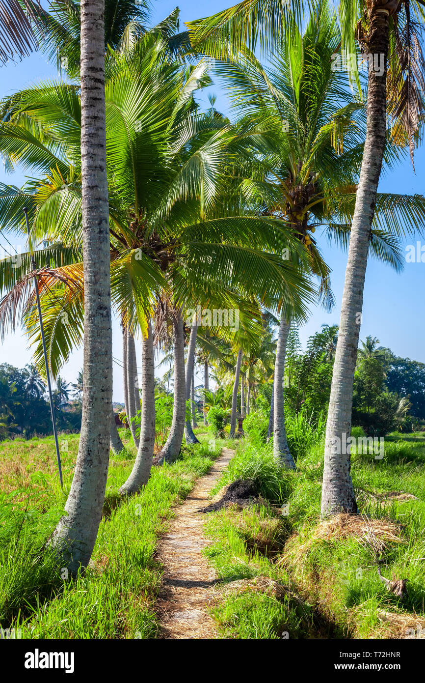 Alberi di Palma con un percorso in Bali Indonesia Foto Stock