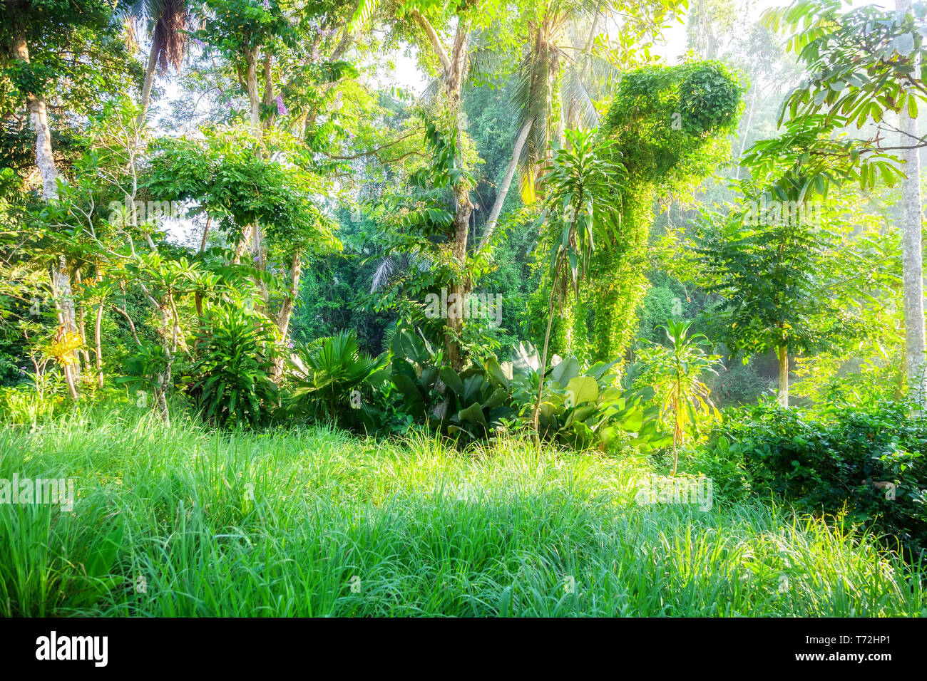 Verde lussureggiante natura di Bali vegetazione di piante Foto Stock